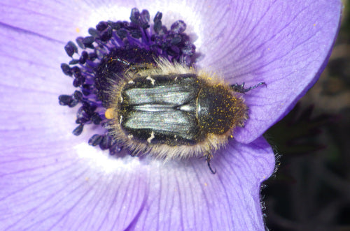 Coléoptère du rose hirsute — Bild 5