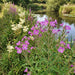 Zottiges Weidenröschen (Epilobium hirsutum) in Blüte im naturnahen Garten (KI-generiert)
