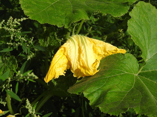 courgettes — Bild 5