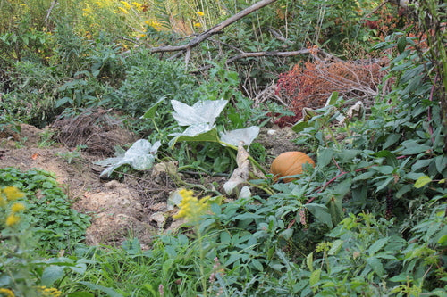 courgettes — Bild 3