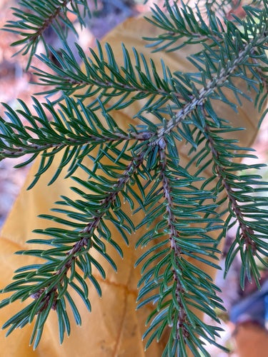 Epicéa Pain de Sucre — Bild 2