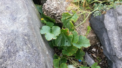 Cantaloup — Bild 2