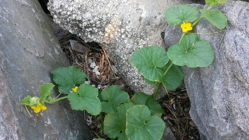 Cantaloup — Bild 3
