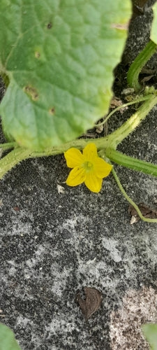 Cantaloup — Bild 5