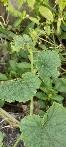 Cantaloup — Bild 4