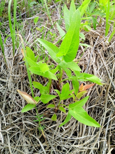 racine de sucre — Bild 3