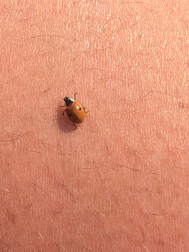 Coccinelle de l'épinette à deux points — Bild 4