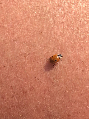 Coccinelle de l'épinette à deux points — Bild 3