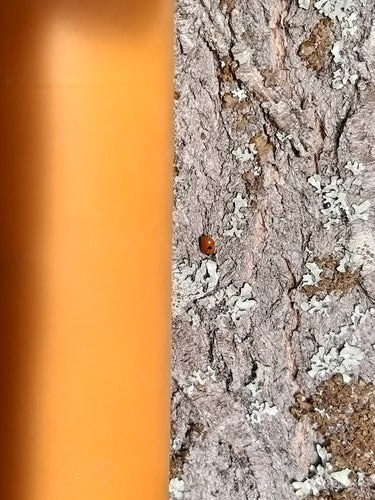 Coccinelle de l'épinette à deux points — Bild 5