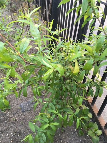 Pêche naine — Bild 5