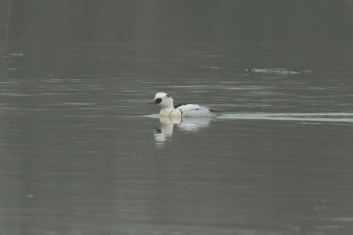 Scieur nain — photo 4 sur 9