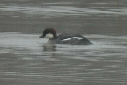 Scieur nain — photo 3 sur 9