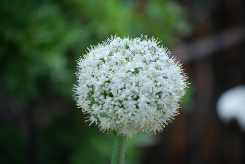 Naturaufnahme - Bild 2