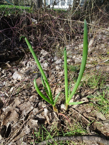 Oignons — Bild 1