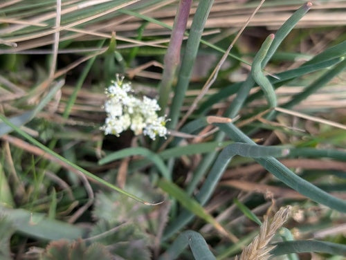 Oignons — Bild 4