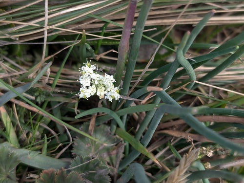 Naturaufnahme - Bild 3