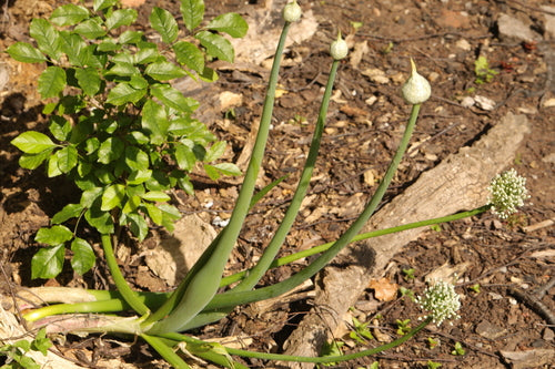 Oignons — Bild 5