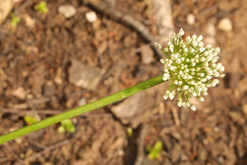 Oignons — Bild 4