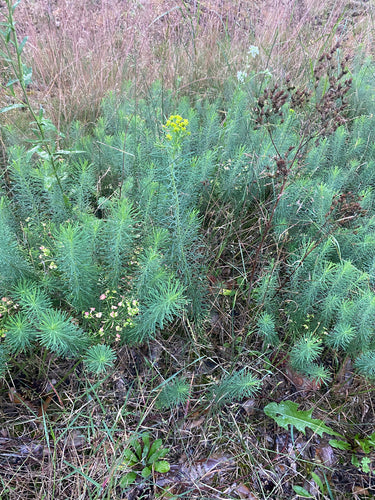 Euphorbe cyprès — Bild 2