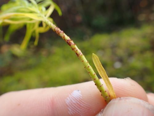 Euphorbe cyprès — Bild 5