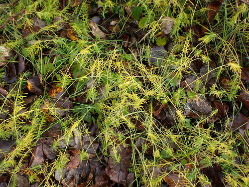 Euphorbe cyprès — Bild 3